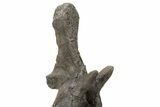 Sauropod Dinosaur Vertebra on Metal Stand - Wyoming #227739-14
